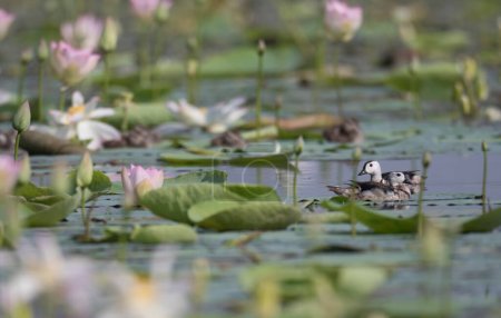 Foto de Vista de cerca del pato en el estanque cubierto de flores de loto - Imagen libre de derechos