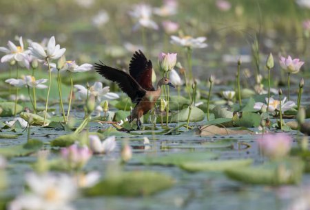 Téléchargez les photos : Vue rapprochée du canard dans un étang couvert de fleurs de lotus - en image libre de droit