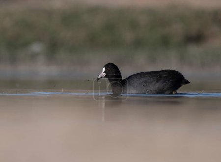 Foto de Aves de Coot (Fulica) en zonas húmedas - Imagen libre de derechos