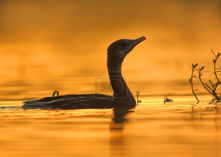 Photo for Goose hunting fish in the lake during beautiful orange sunset - Royalty Free Image