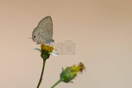 Photo for Close-up view of beatiful butterfly sitting on flower in the morning forest - Royalty Free Image