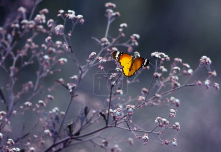 Foto de Foto vintage de mariposa - Imagen libre de derechos