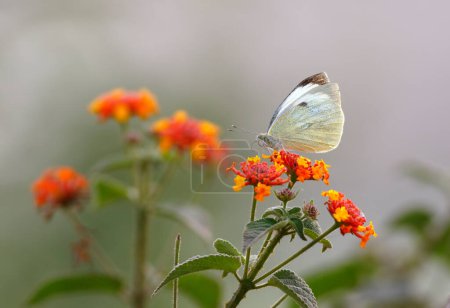 Téléchargez les photos : Vue rapprochée d'un papillon béatifique assis sur une fleur dans la forêt du matin - en image libre de droit