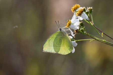 Foto de Beautiful yellow butterfly sitting on a flower - Imagen libre de derechos