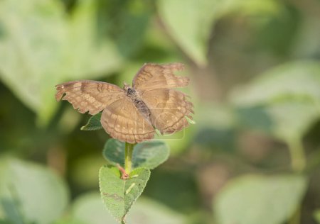 Téléchargez les photos : Chocolate Pansy, Junonia iphita, Butterfly Resting - en image libre de droit