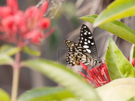 Téléchargez les photos : Vue rapprochée d'un papillon béatifique assis sur une fleur dans la forêt du matin - en image libre de droit
