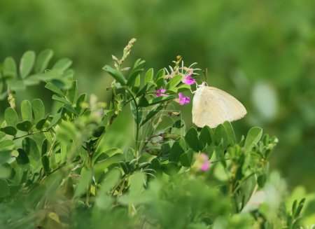 Téléchargez les photos : Gros plan du papillon émigré tacheté (Catopsilia pyranthe) accroché à des fleurs violettes - en image libre de droit