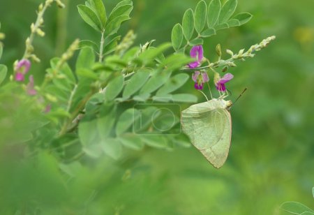 Téléchargez les photos : Close up of Mottled Emigrant (Catopsilia pyranthe) butterfly clinging on purple flowers - en image libre de droit