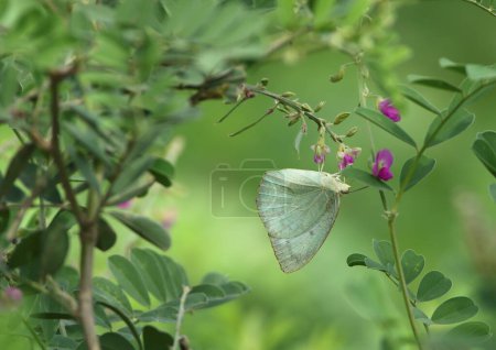 Foto de Primer plano de Mottled Emigrant (Catopsilia pyranthe) mariposa aferrándose a flores púrpuras - Imagen libre de derechos