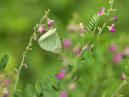 Téléchargez les photos : Gros plan du papillon émigré tacheté (Catopsilia pyranthe) accroché à des fleurs violettes - en image libre de droit