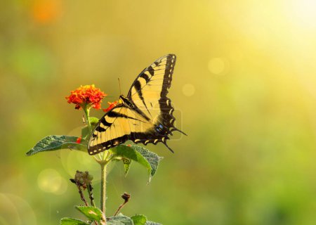 Téléchargez les photos : Papillon sur la fleur d'oranger - en image libre de droit