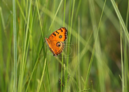 Téléchargez les photos : Paon Pansy papillon (Junonia Almana papillon
) - en image libre de droit