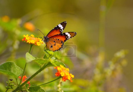 Foto de Mariposa sobre flores naranjas - Imagen libre de derechos