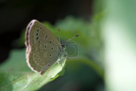 Foto de Hermosa mariposa sentada en una hoja - Imagen libre de derechos