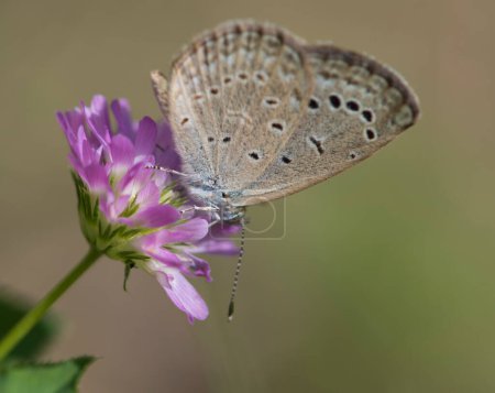 Téléchargez les photos : Vue rapprochée du beau papillon - en image libre de droit