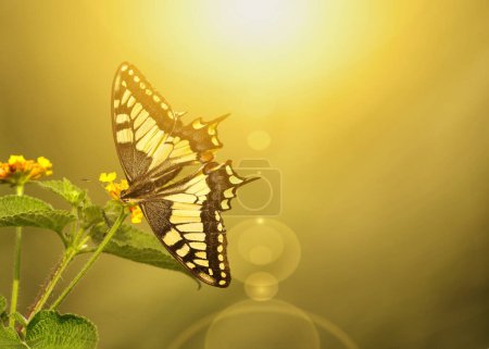 Téléchargez les photos : Butterfly on the yellow flower. beautiful summer background. - en image libre de droit