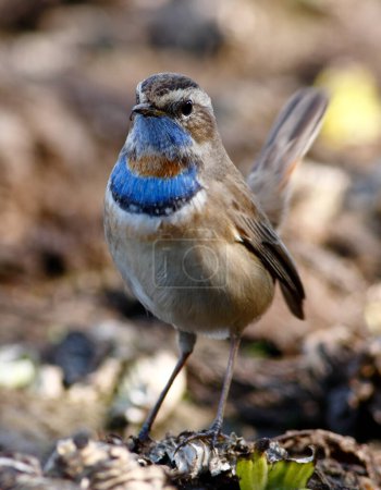 Foto de Bluethroat Bird on Perch close up - Imagen libre de derechos