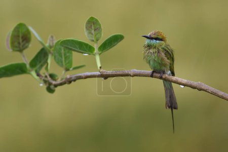 Photo for Blue tailed bee eater in the rain - Royalty Free Image