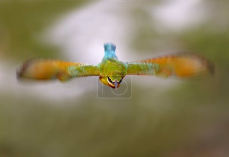 Téléchargez les photos : Blue tailed bee eater in a flight - en image libre de droit