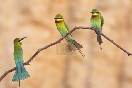 Photo for Blue tailed bee eaters family - Royalty Free Image