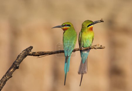 Photo for Blue Cheeked bee eaters close up - Royalty Free Image