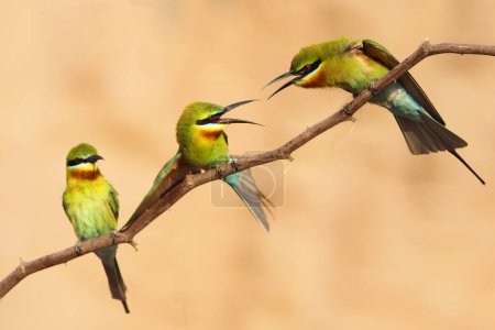 Photo for Blue tailed bee eaters family - Royalty Free Image