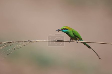 Photo for Blue tailed bee eaters with hunt - Royalty Free Image