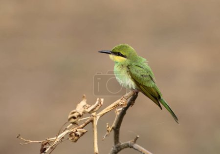 Photo for Blue tailed bee eater close up - Royalty Free Image
