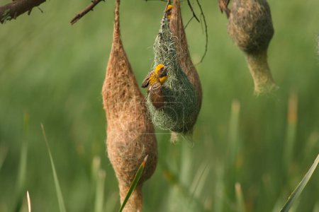 Photo for Baya weaver bird weaving the nest - Royalty Free Image