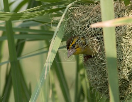 Photo for Baya weaver bird weaving the nest - Royalty Free Image