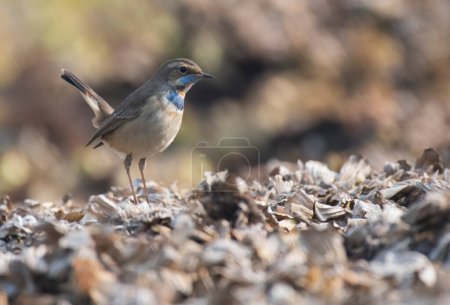Photo for Bluethroat Bird on Perch close up - Royalty Free Image