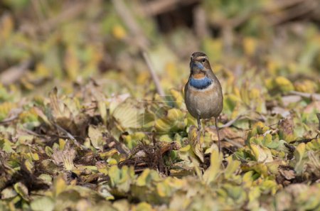 Téléchargez les photos : Bluethroat Bird on Perch close up - en image libre de droit