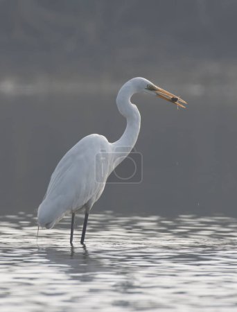 Photo for The Great Egret (Ardea alba) fishing - Royalty Free Image