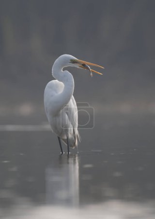 Téléchargez les photos : The Great Egret (Ardea alba) fishing - en image libre de droit
