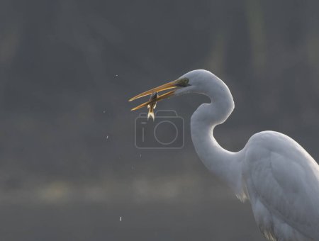Téléchargez les photos : The Great Egret (Ardea alba) fishing - en image libre de droit