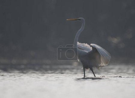 Photo for The great egret or common egret - Royalty Free Image