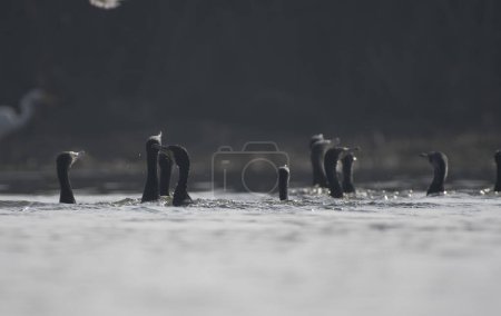 Téléchargez les photos : Troupeau d'oiseaux cormorans dans le lac - en image libre de droit