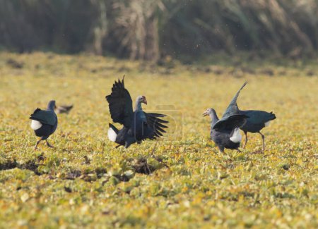 Téléchargez les photos : Cyprins à tête grise (Porphyrio poliocephalus) oiseaux - en image libre de droit