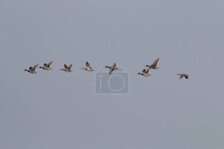 Téléchargez les photos : Indien spot facturé canards volant - en image libre de droit