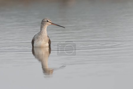 Photo for Spotted redshank hunting in pond - Royalty Free Image