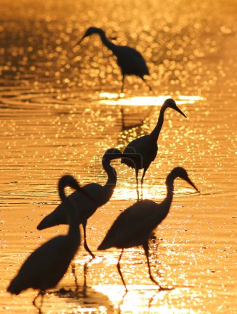 Foto de Great Egrets al amanecer en la mañana brumosa dorada - Imagen libre de derechos