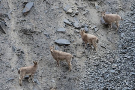 Téléchargez les photos : Ibexes himalayens dans les monts Karakorum - en image libre de droit