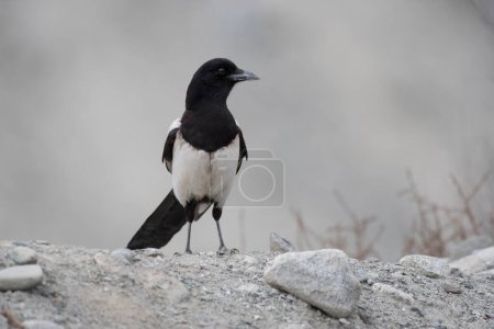 Téléchargez les photos : Corbeau noir sur le rocher - en image libre de droit
