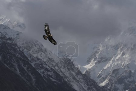 Foto de Águila imperial oriental volando - Imagen libre de derechos