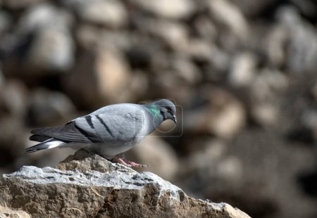 Téléchargez les photos : Un gros plan d'un pigeon noir et blanc assis sur un rocher - en image libre de droit