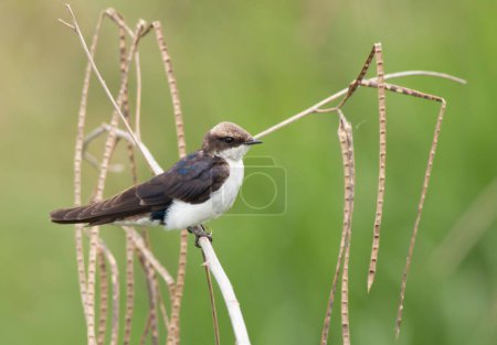 Photo for Wire Tailed swallow on perch - Royalty Free Image