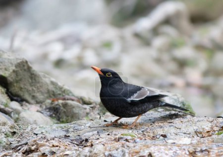 Téléchargez les photos : Grey-winged Blackbird close up - en image libre de droit