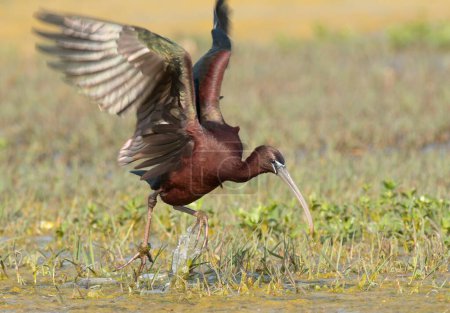 Photo for Glossy ibis in flight - Royalty Free Image