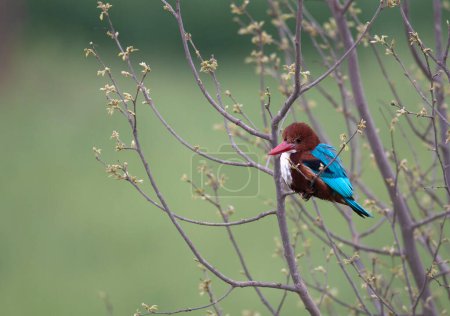 Photo for White-throated kingfisher close up - Royalty Free Image
