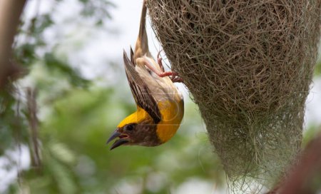 Photo for Baya weaver (Ploceus philippinus) with Nest - Royalty Free Image